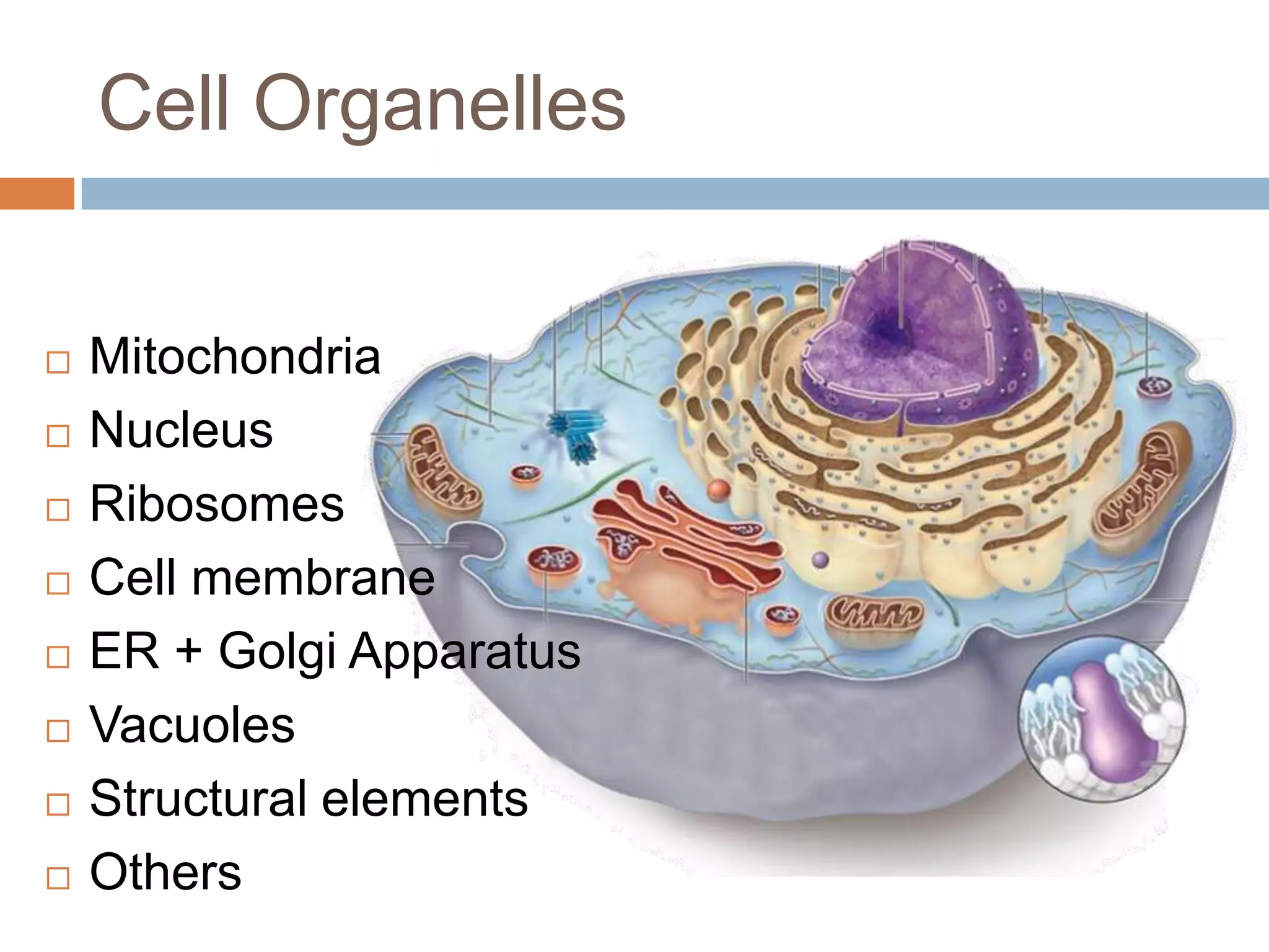 Cell Organelles


   Mitochondria
   Nucleus
   Ribosomes
   Cell membrane
   ER + Golgi Apparatus
   Vacuoles
   Structural elements
   Others
 