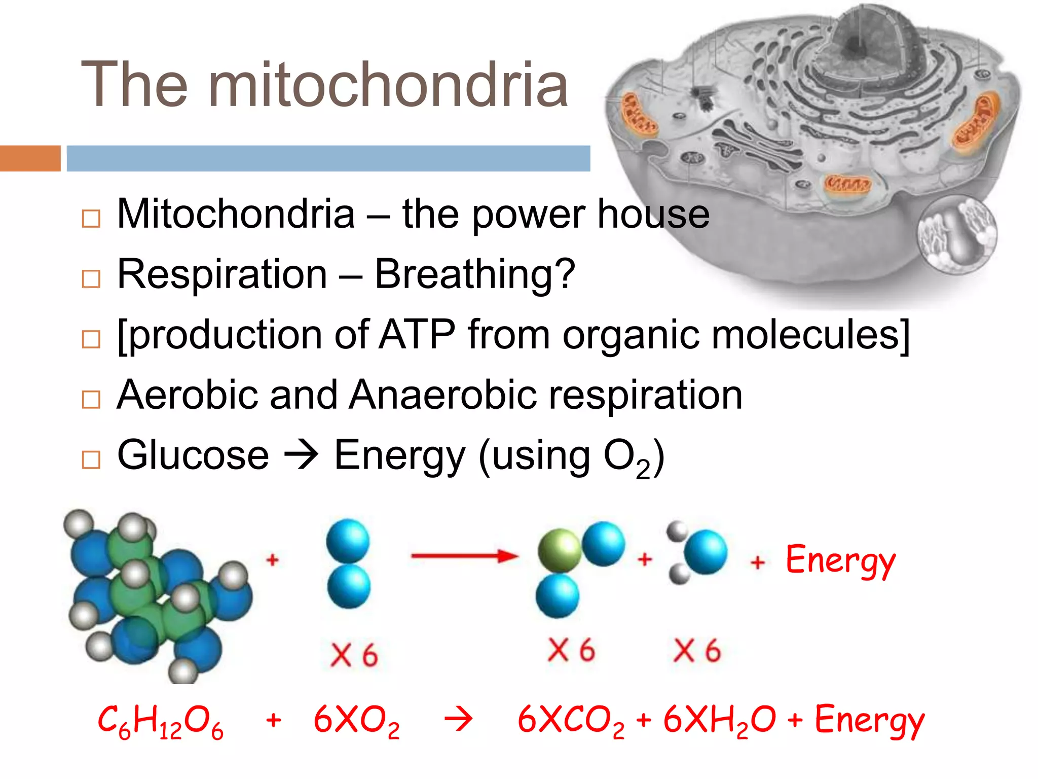 The mitochondria
   Mitochondria – the power house
   Respiration – Breathing?
   [production of ATP from organic molecules]
   Aerobic and Anaerobic respiration
   Glucose  Energy (using O2)

                                       Energy



C6H12O6    + 6XO2       6XCO2 + 6XH2O + Energy
 
