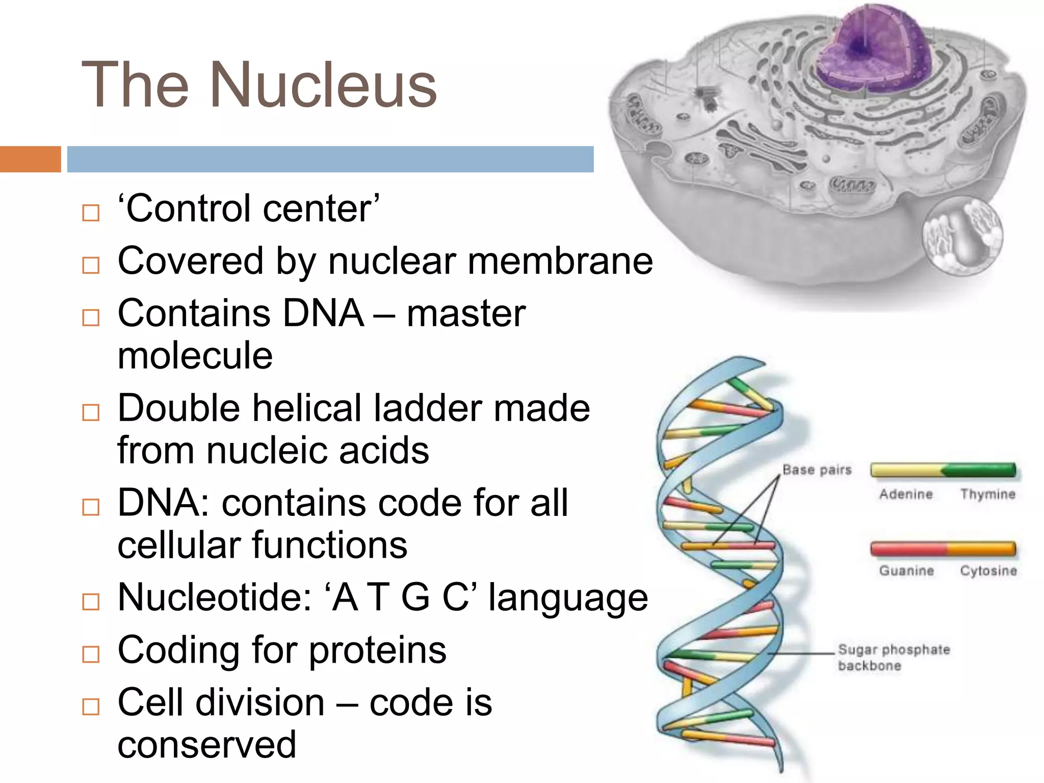 The Nucleus
   „Control center‟
   Covered by nuclear membrane
   Contains DNA – master
    molecule
   Double helical ladder made
    from nucleic acids
   DNA: contains code for all
    cellular functions
   Nucleotide: „A T G C‟ language
   Coding for proteins
   Cell division – code is
    conserved
 