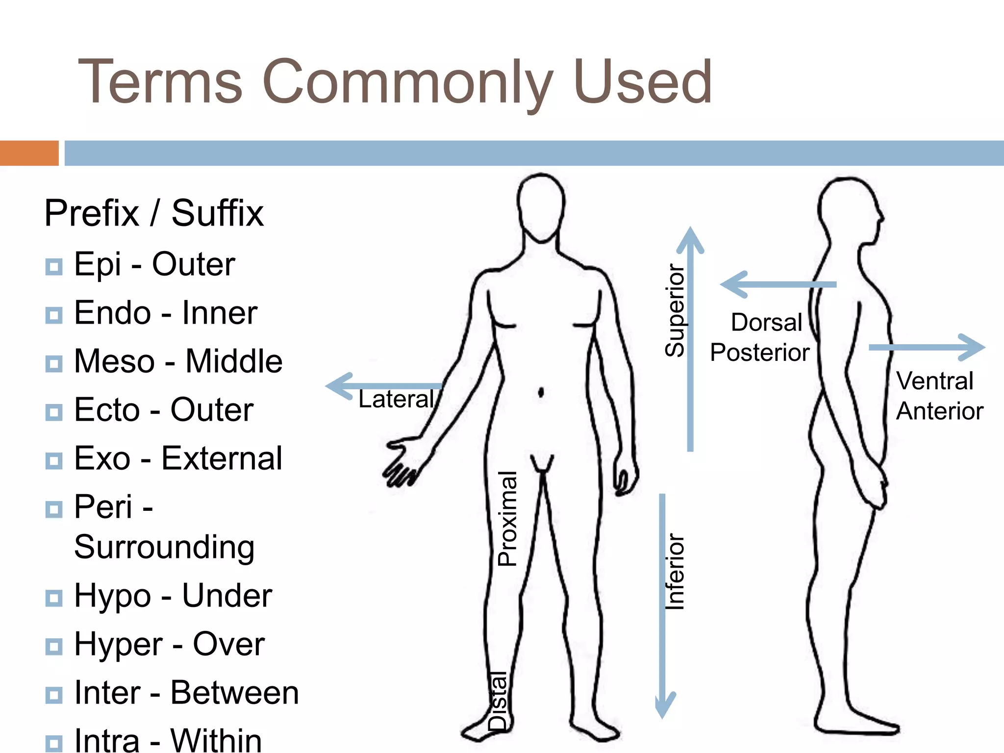 Terms Commonly Used

Prefix / Suffix
 Epi - Outer




                                           Superior
 Endo - Inner                                         Dorsal
 Meso - Middle                                       Posterior
                                                                  Ventral
                    Lateral
 Ecto - Outer                                                    Anterior
 Exo - External

 Peri -                        Proximal




                                           Inferior
  Surrounding
 Hypo - Under

 Hyper - Over
                              Distal




 Inter - Between

 Intra - Within
 