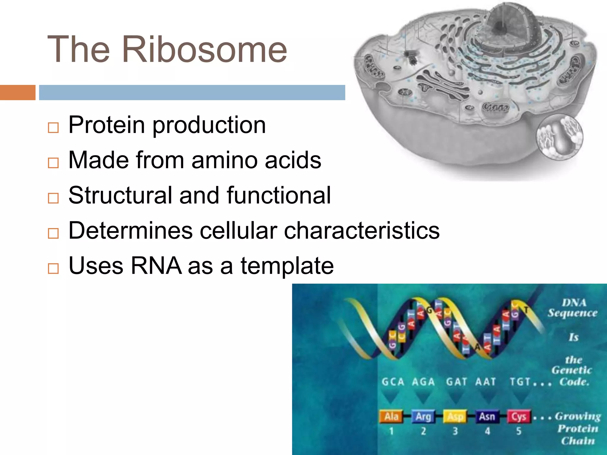 The Ribosome
   Protein production
   Made from amino acids
   Structural and functional
   Determines cellular characteristics
   Uses RNA as a template
 