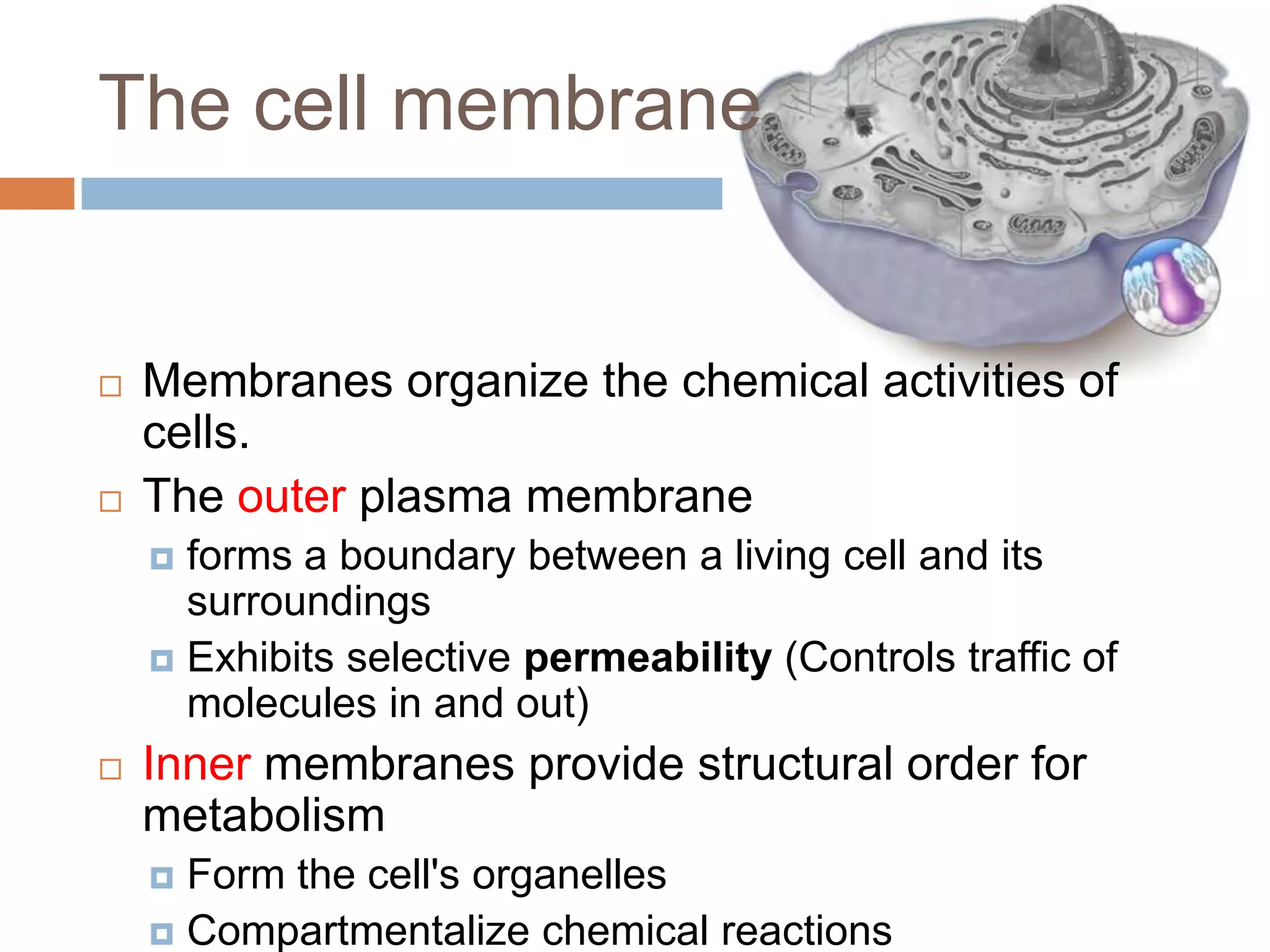The cell membrane


   Membranes organize the chemical activities of
    cells.
   The outer plasma membrane
     forms a boundary between a living cell and its
      surroundings
     Exhibits selective permeability (Controls traffic of
      molecules in and out)
   Inner membranes provide structural order for
    metabolism
     Form the cell's organelles
     Compartmentalize chemical reactions
 