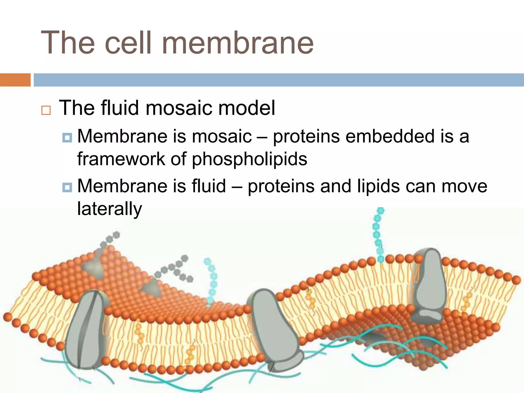 The cell membrane
   The fluid mosaic model
     Membrane  is mosaic – proteins embedded is a
      framework of phospholipids
     Membrane is fluid – proteins and lipids can move
      laterally
 
