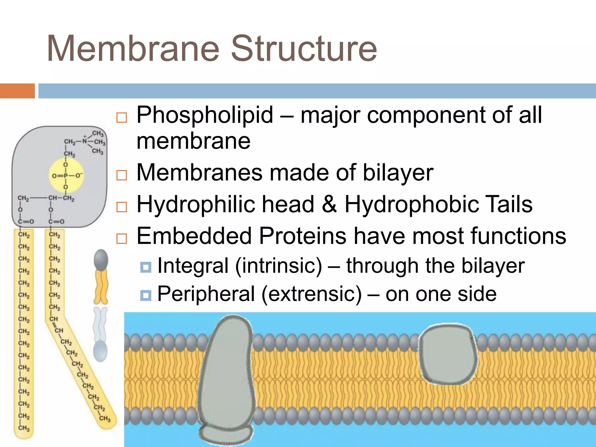 Membrane Structure
      Phospholipid – major component of all
       membrane
      Membranes made of bilayer
      Hydrophilic head & Hydrophobic Tails
      Embedded Proteins have most functions
                (intrinsic) – through the bilayer
        Integral
        Peripheral (extrensic) – on one side
 