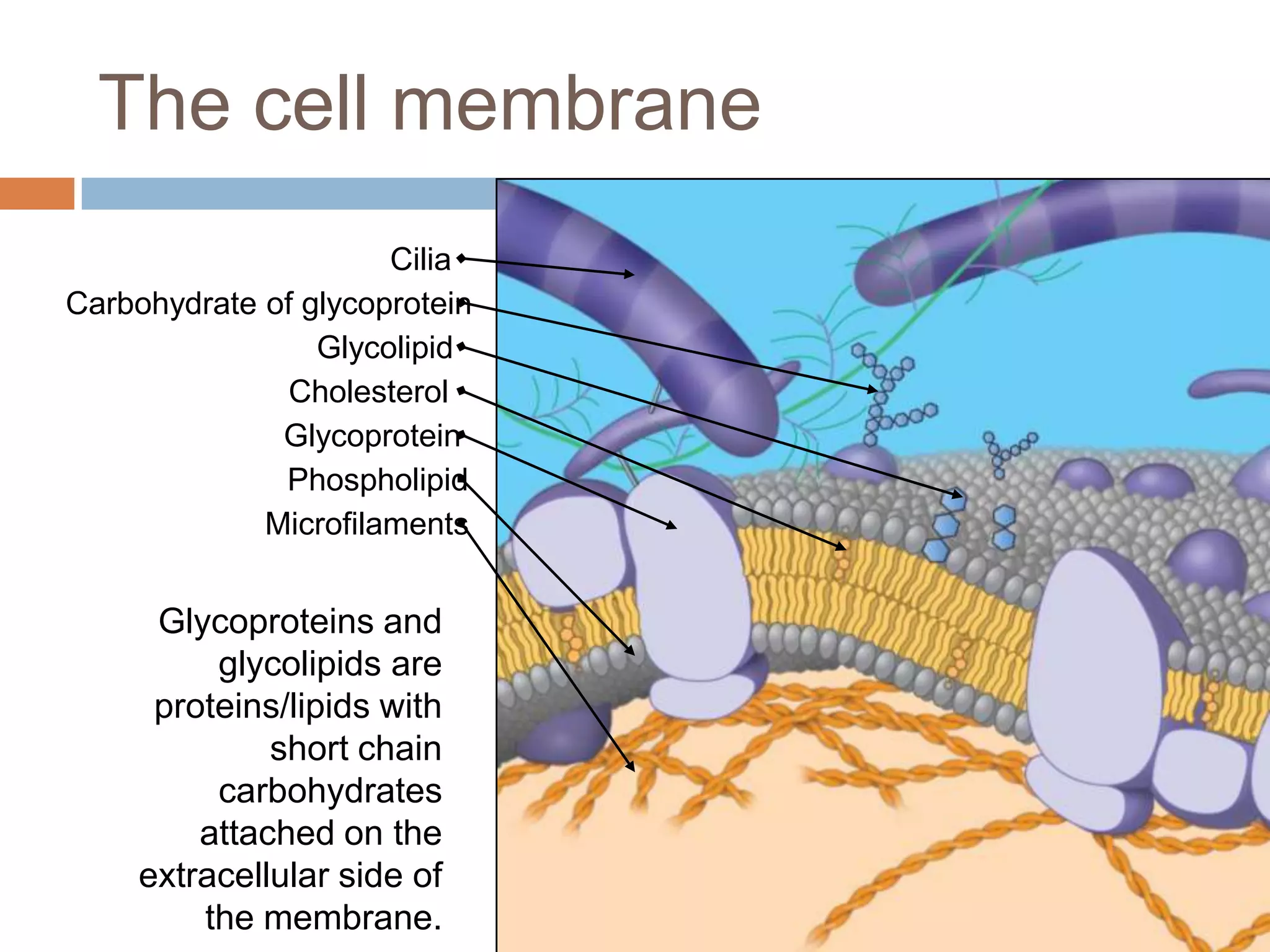 The cell membrane
                      Cilia
Carbohydrate of glycoprotein
                 Glycolipid
               Cholesterol
              Glycoprotein
              Phospholipid
             Microfilaments


      Glycoproteins and
          glycolipids are
      proteins/lipids with
              short chain
          carbohydrates
         attached on the
     extracellular side of
         the membrane.
 