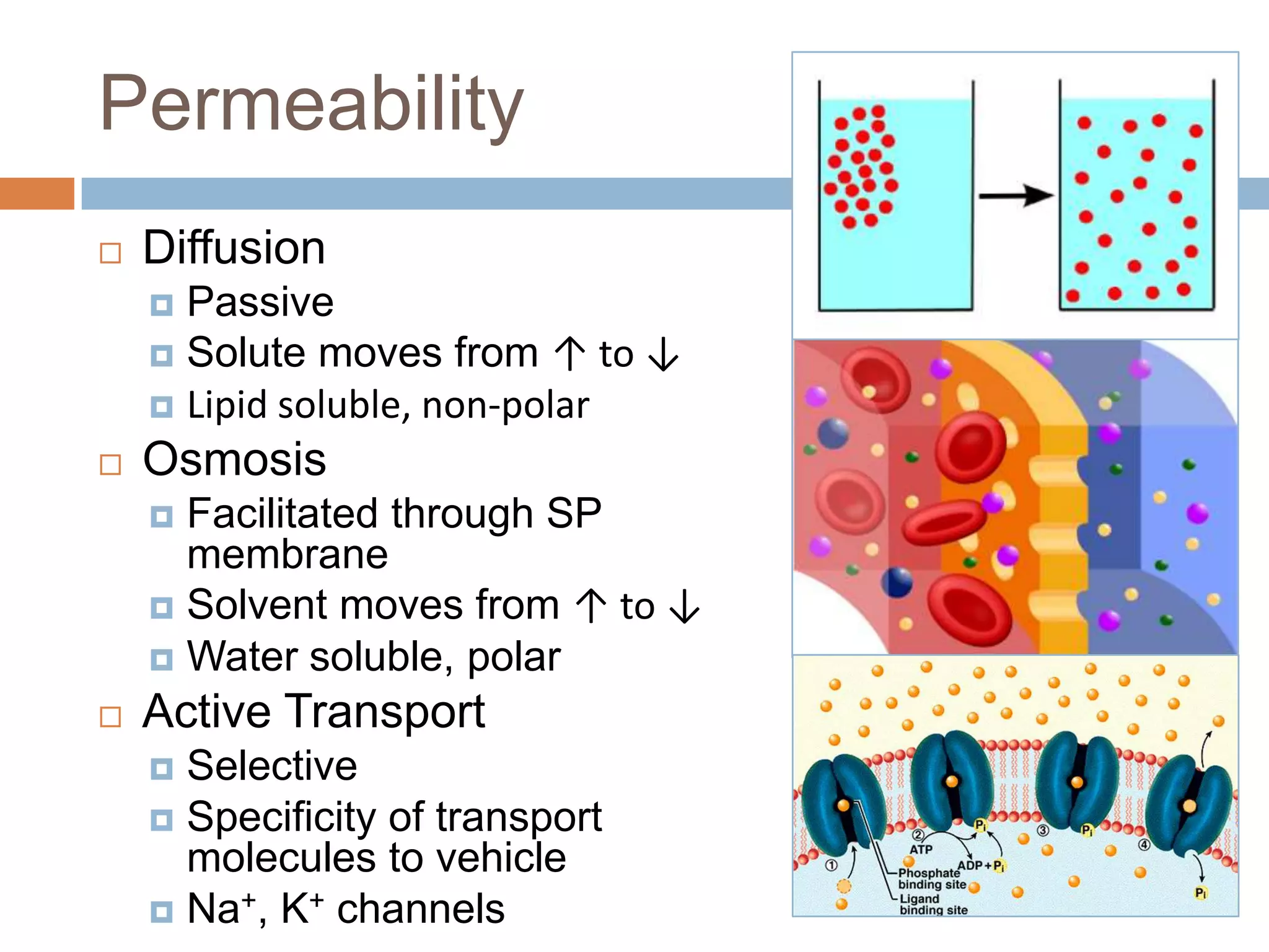 Permeability
   Diffusion
     Passive
     Solute moves from ↑ to ↓
     Lipid soluble, non-polar
   Osmosis
     Facilitated through SP
      membrane
     Solvent moves from ↑ to ↓
     Water soluble, polar
   Active Transport
     Selective
     Specificity of transport
      molecules to vehicle
     Na+, K+ channels
 