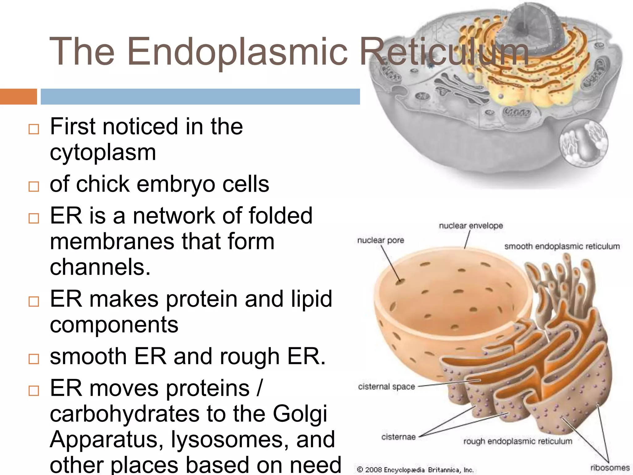 The Endoplasmic Reticulum
   First noticed in the
    cytoplasm
   of chick embryo cells
   ER is a network of folded
    membranes that form
    channels.
   ER makes protein and lipid
    components
   smooth ER and rough ER.
   ER moves proteins /
    carbohydrates to the Golgi
    Apparatus, lysosomes, and
    other places based on need
 