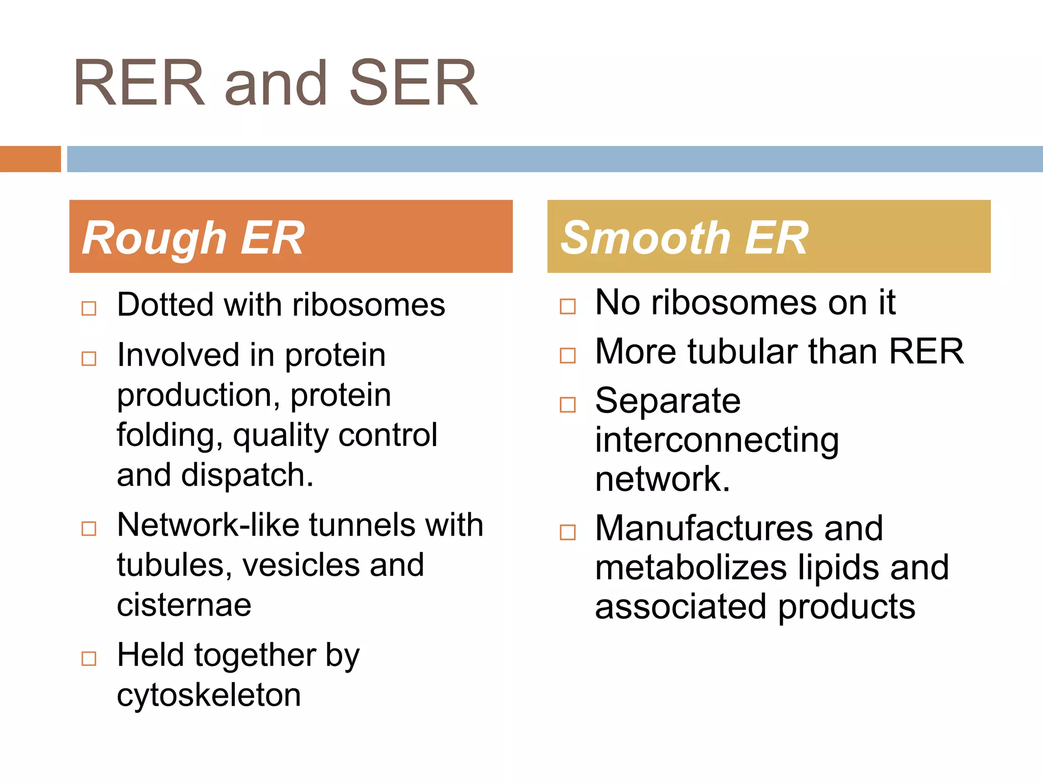 RER and SER

Rough ER                        Smooth ER
   Dotted with ribosomes          No ribosomes on it
   Involved in protein            More tubular than RER
    production, protein            Separate
    folding, quality control        interconnecting
    and dispatch.                   network.
   Network-like tunnels with      Manufactures and
    tubules, vesicles and           metabolizes lipids and
    cisternae                       associated products
   Held together by
    cytoskeleton
 
