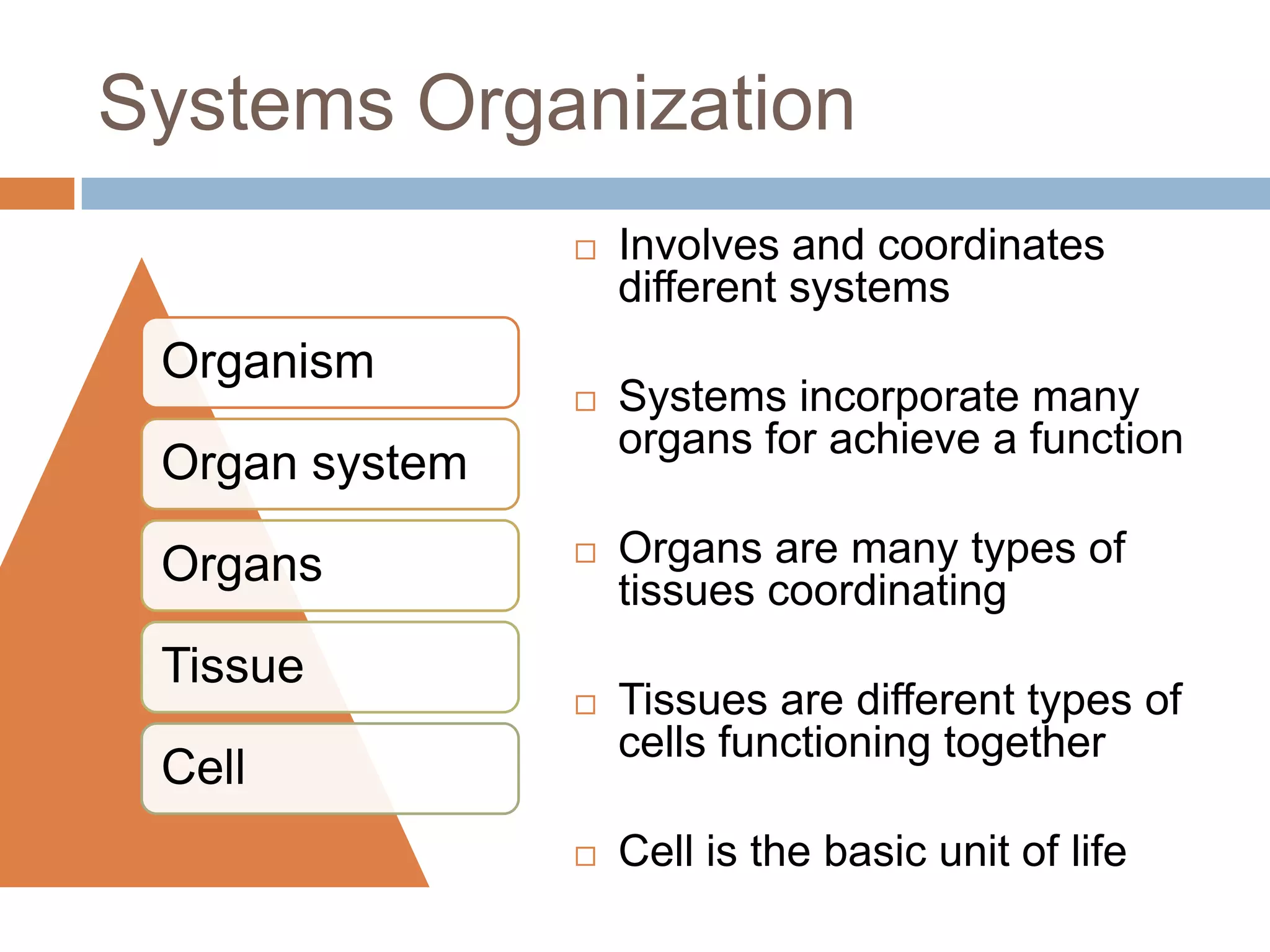 Systems Organization
                   Involves and coordinates
                    different systems
 Organism
                   Systems incorporate many
                    organs for achieve a function
 Organ system

 Organs            Organs are many types of
                    tissues coordinating
 Tissue
                   Tissues are different types of
                    cells functioning together
 Cell
                   Cell is the basic unit of life
 