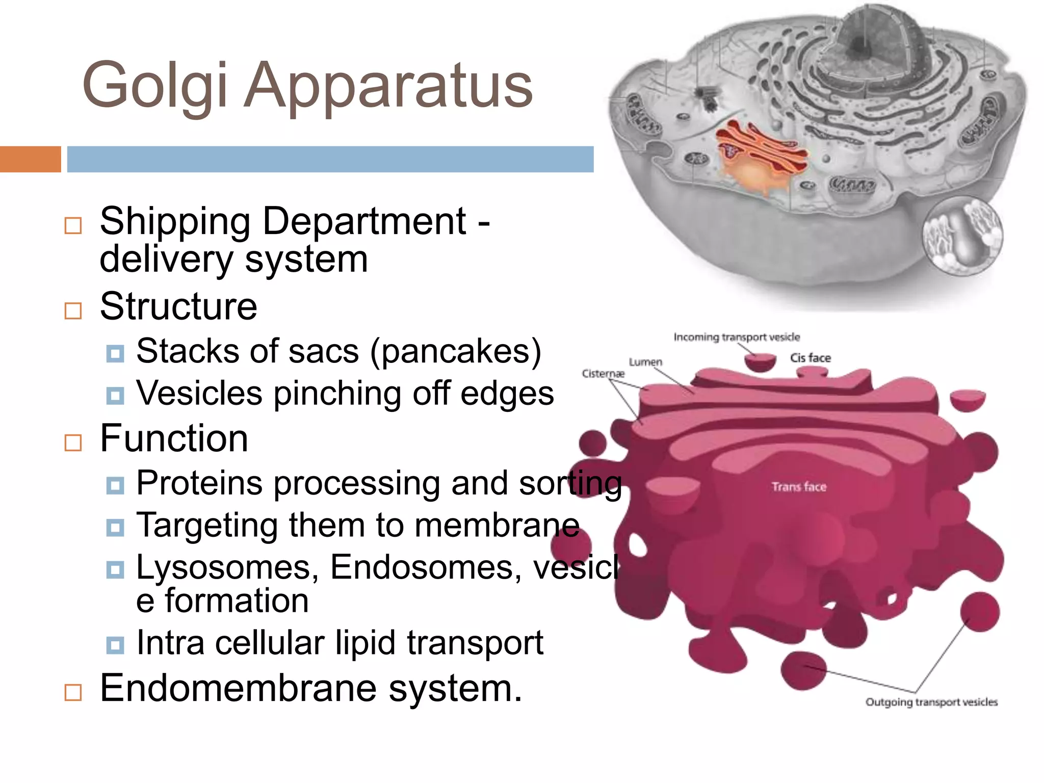 Golgi Apparatus
   Shipping Department -
    delivery system
   Structure
     Stacks of sacs (pancakes)
     Vesicles pinching off edges
   Function
     Proteins processing and sorting
     Targeting them to membrane
     Lysosomes, Endosomes, vesicl
      e formation
     Intra cellular lipid transport
   Endomembrane system.
 