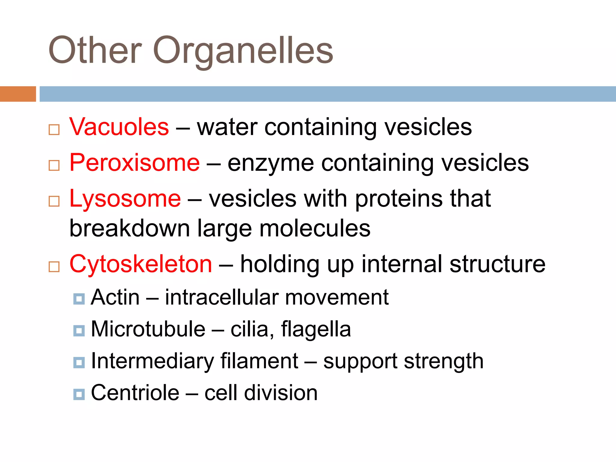 Other Organelles
   Vacuoles – water containing vesicles
   Peroxisome – enzyme containing vesicles
   Lysosome – vesicles with proteins that
    breakdown large molecules
   Cytoskeleton – holding up internal structure
     Actin – intracellular movement
     Microtubule – cilia, flagella

     Intermediary filament – support strength

     Centriole – cell division
 