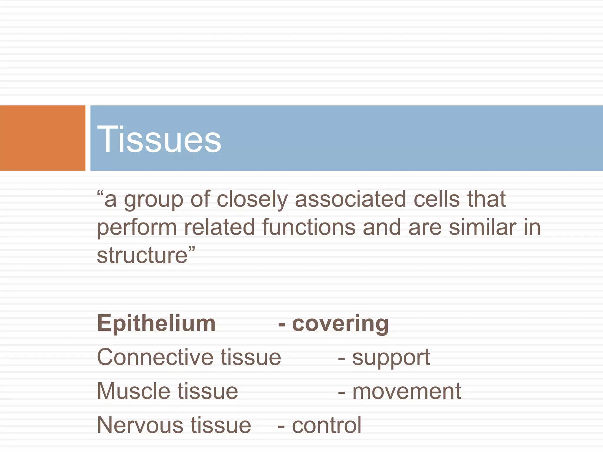 Tissues
“a group of closely associated cells that
perform related functions and are similar in
structure”

Epithelium       - covering
Connective tissue     - support
Muscle tissue         - movement
Nervous tissue - control
 