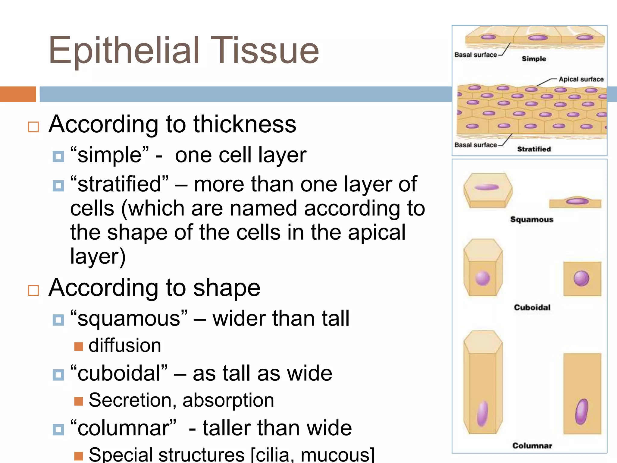 Epithelial Tissue
   According to thickness
     “simple”  - one cell layer
     “stratified” – more than one layer of
      cells (which are named according to
      the shape of the cells in the apical
      layer)
   According to shape
     “squamous”      – wider than tall
       diffusion
     “cuboidal”    – as tall as wide
       Secretion,   absorption
     “columnar”     - taller than wide
       Special   structures [cilia, mucous]
 