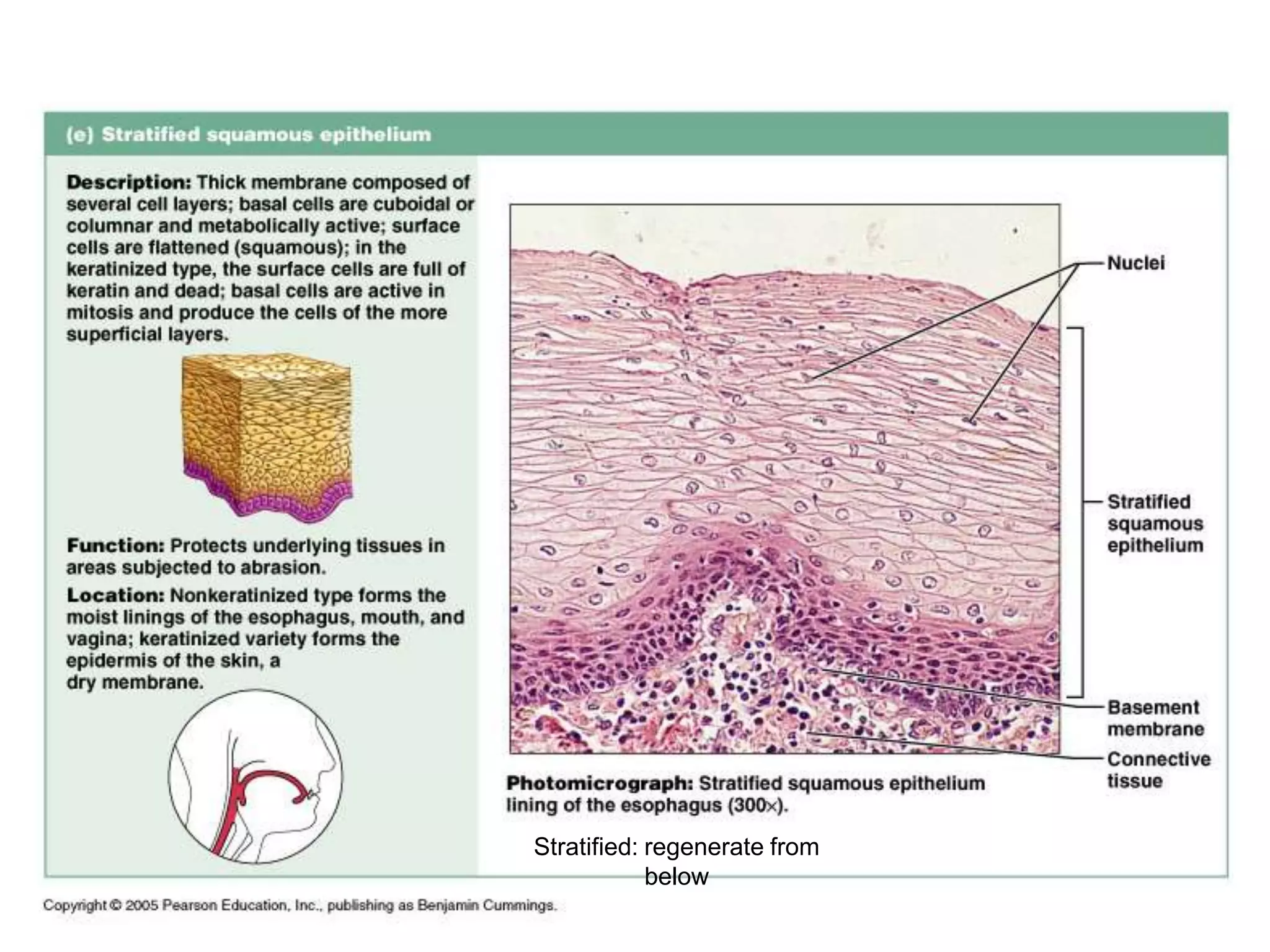 Stratified: regenerate from
            below
 