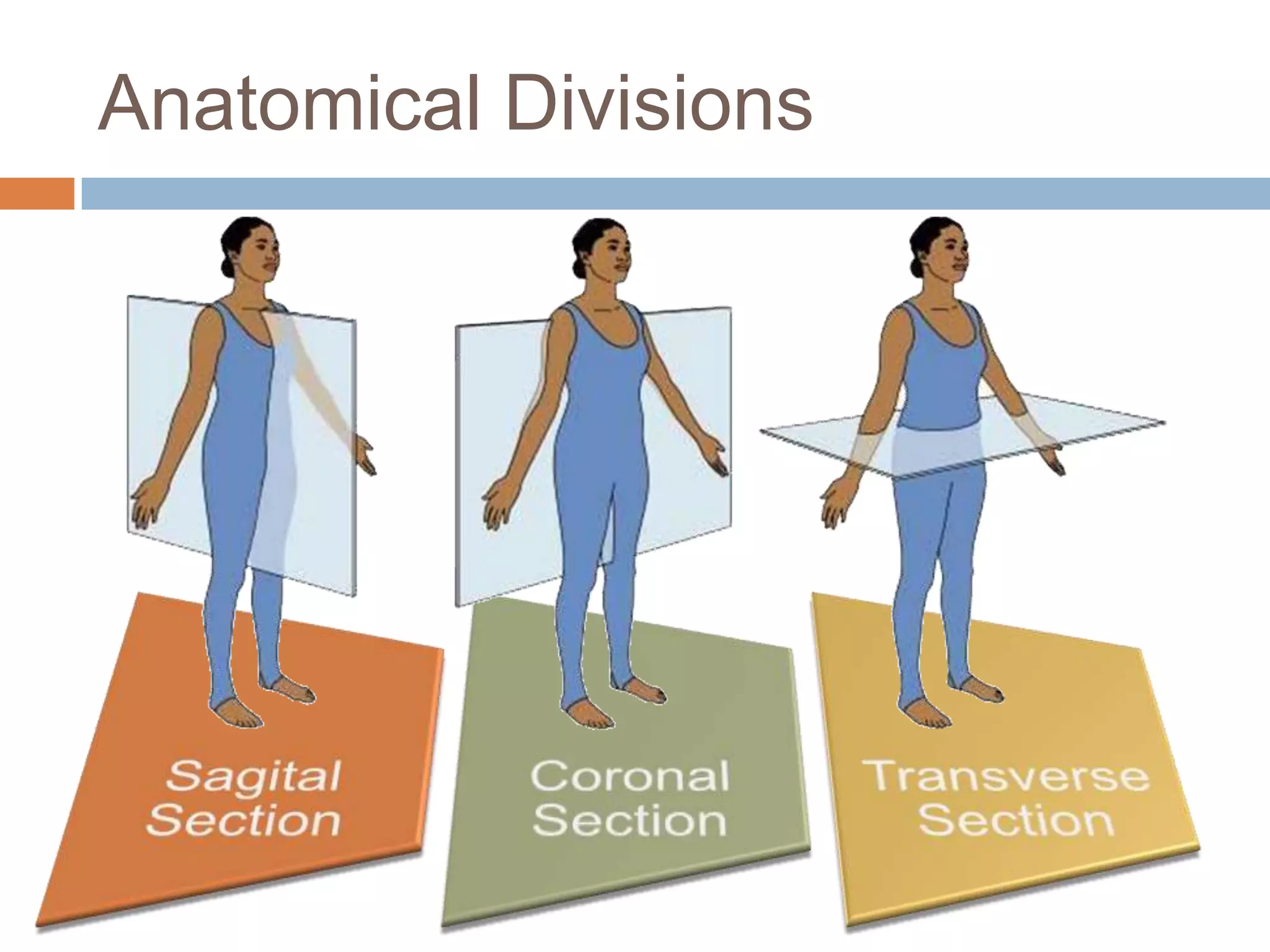 Anatomical Divisions
 