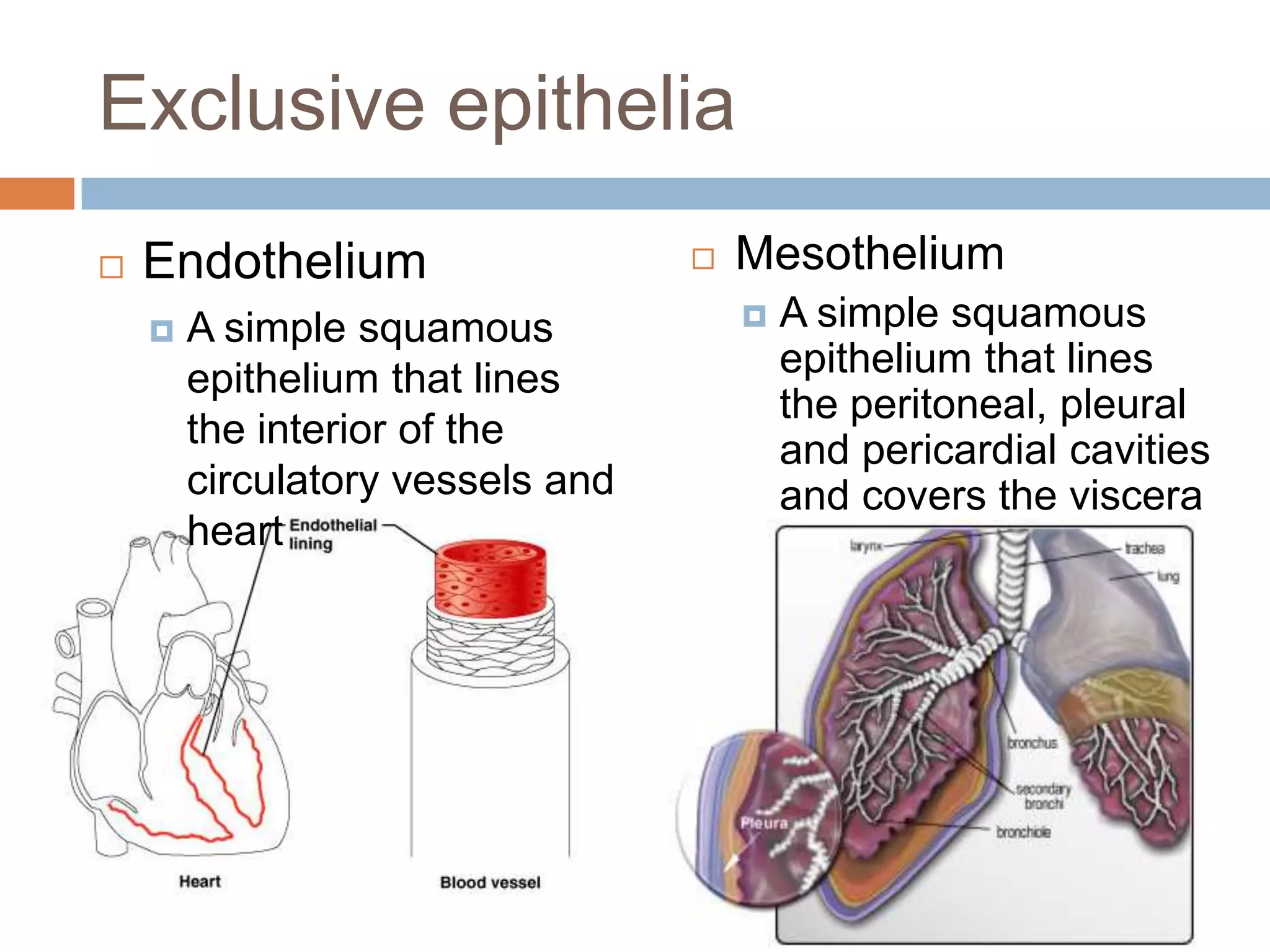 Exclusive epithelia
   Endothelium                      Mesothelium
       A simple squamous                A simple squamous
        epithelium that lines             epithelium that lines
                                          the peritoneal, pleural
        the interior of the               and pericardial cavities
        circulatory vessels and           and covers the viscera
        heart
 