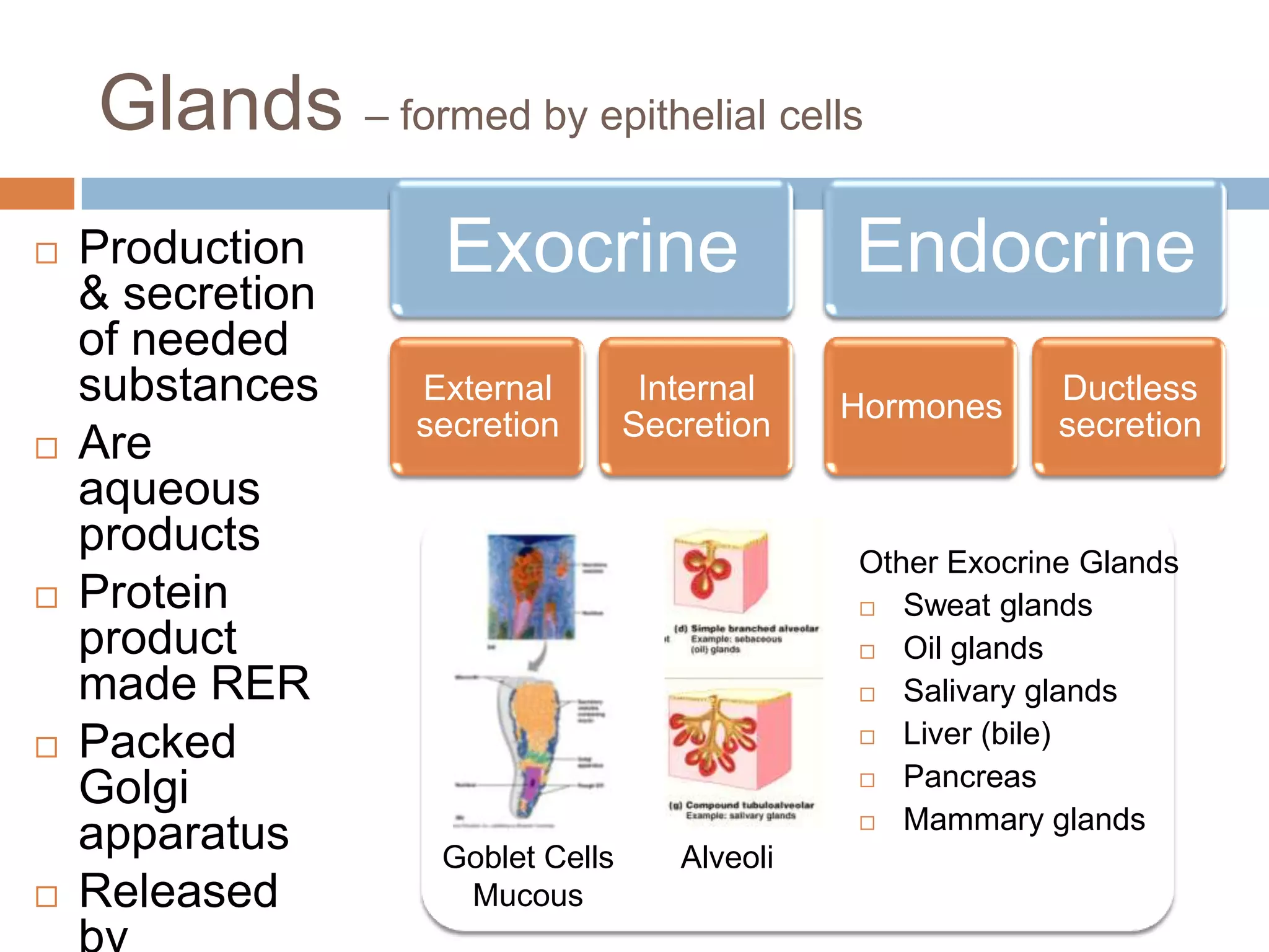 Glands – formed by epithelial cells
   Production
    & secretion
                   Exocrine                    Endocrine
    of needed
    substances    External         Internal
                                               Hormones
                                                            Ductless
                  secretion       Secretion                 secretion
   Are
    aqueous
    products                                   Other Exocrine Glands
   Protein                                     Sweat glands
    product                                     Oil glands

    made RER                                    Salivary glands

                                                Liver (bile)
   Packed
                                                Pancreas
    Golgi
                                                Mammary glands
    apparatus      Goblet Cells      Alveoli
   Released        Mucous
 