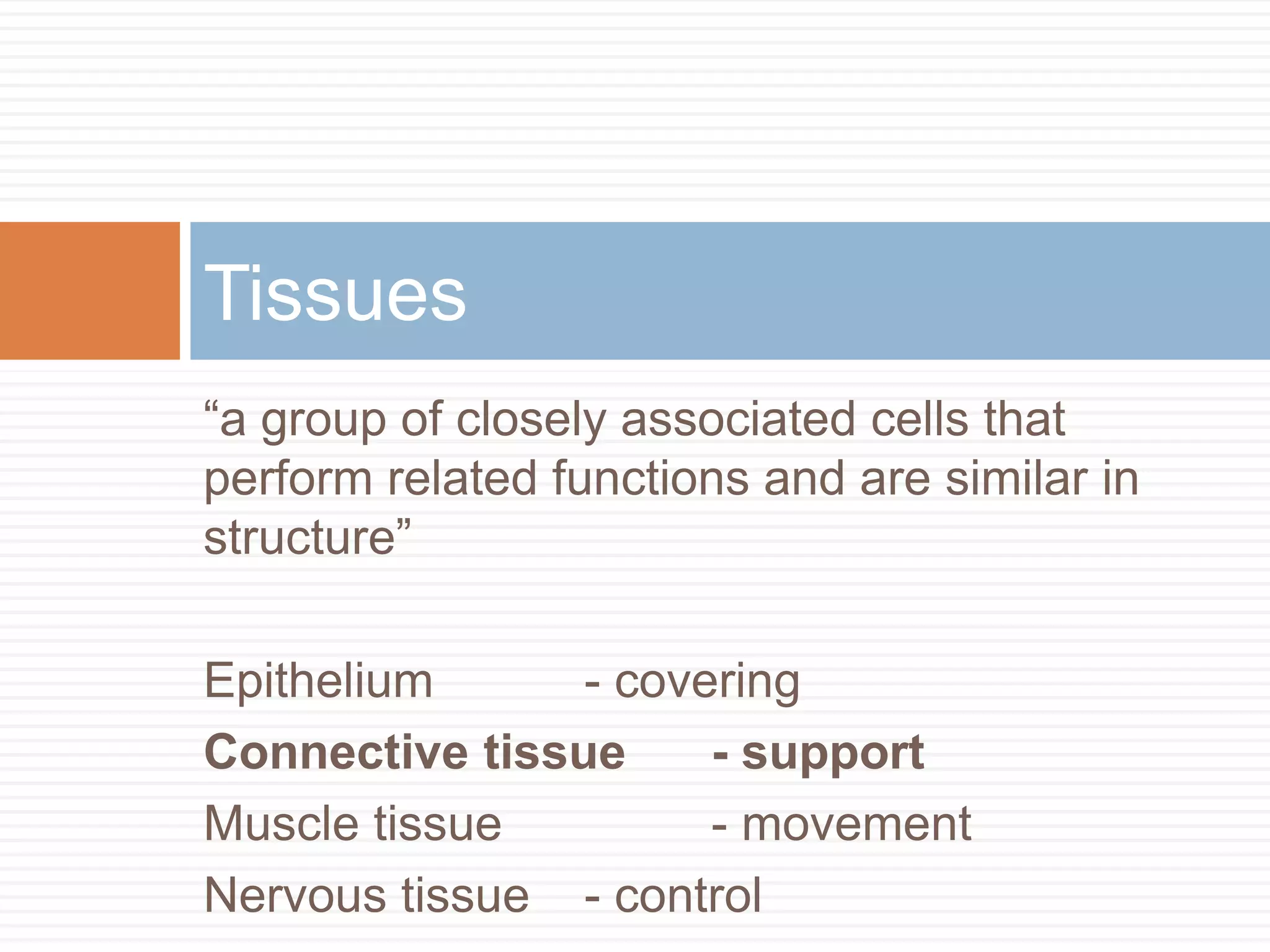 Tissues
“a group of closely associated cells that
perform related functions and are similar in
structure”

Epithelium      - covering
Connective tissue     - support
Muscle tissue         - movement
Nervous tissue - control
 