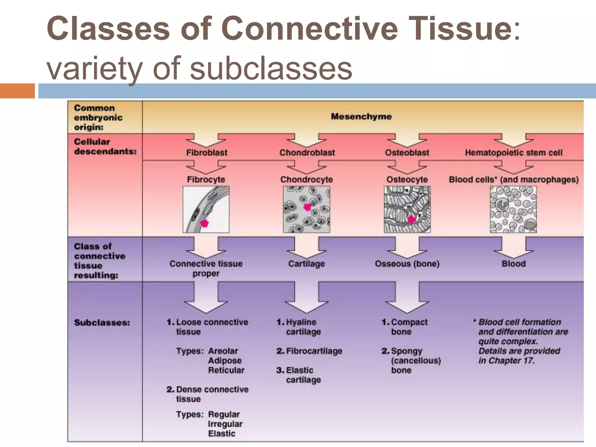Classes of Connective Tissue:
variety of subclasses
 