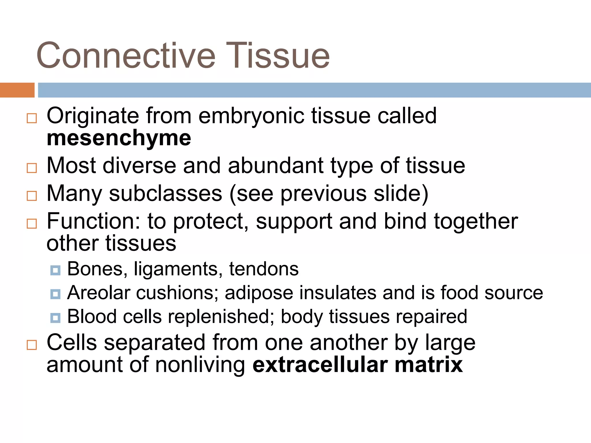 Connective Tissue
   Originate from embryonic tissue called
    mesenchyme
   Most diverse and abundant type of tissue
   Many subclasses (see previous slide)
   Function: to protect, support and bind together
    other tissues
     Bones, ligaments, tendons
     Areolar cushions; adipose insulates and is food source
     Blood cells replenished; body tissues repaired
   Cells separated from one another by large
    amount of nonliving extracellular matrix
 
