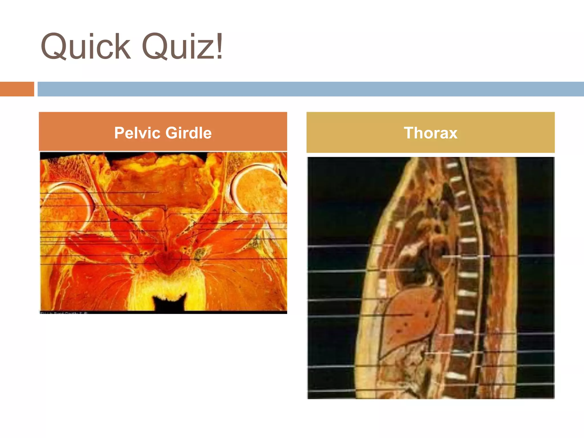Quick Quiz!

    Pelvic Girdle   Thorax
 