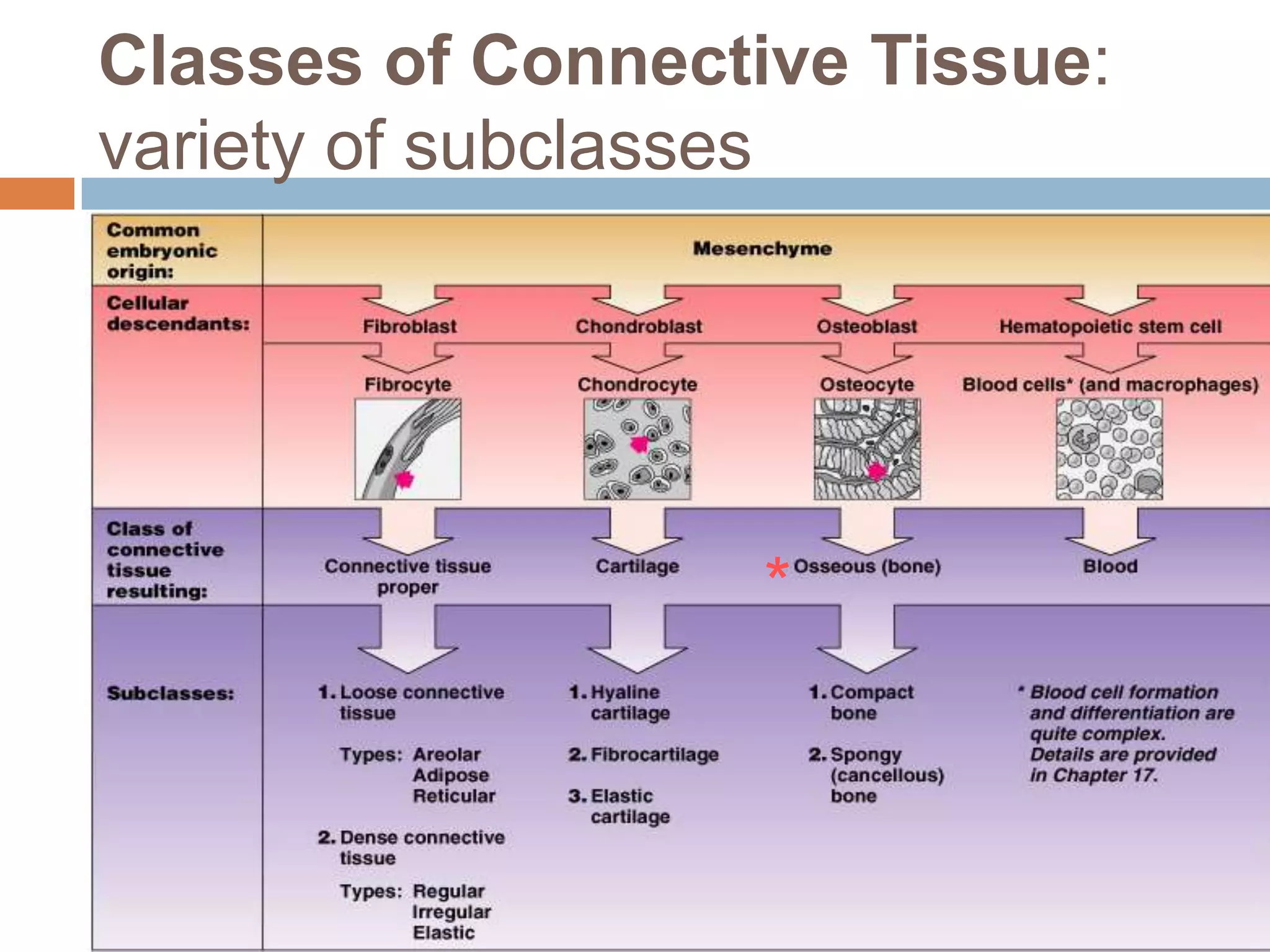 Classes of Connective Tissue:
variety of subclasses




                   *
 