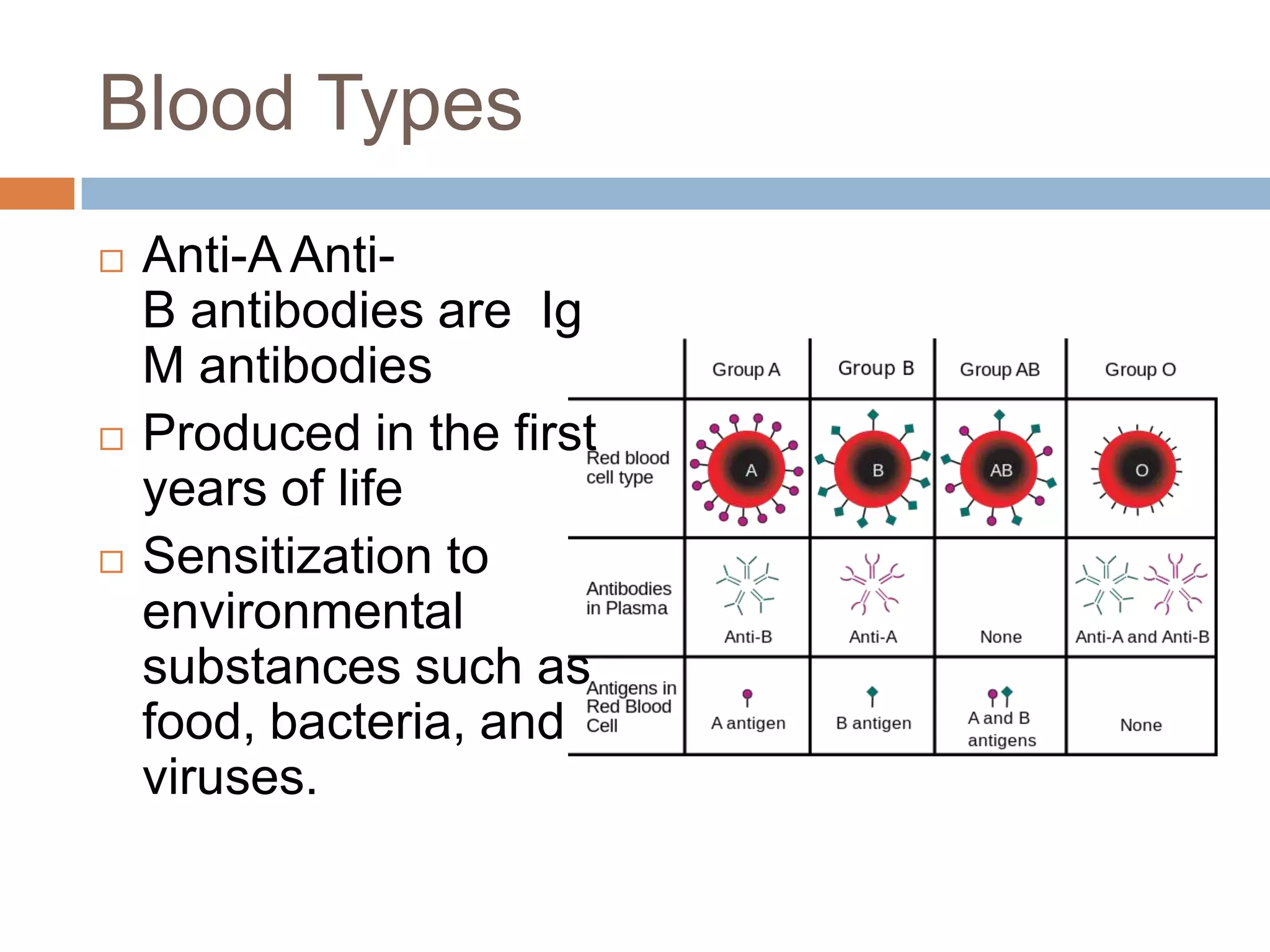 Blood Types
   Anti-A Anti-
    B antibodies are Ig
    M antibodies
   Produced in the first
    years of life
   Sensitization to
    environmental
    substances such as
    food, bacteria, and
    viruses.
 
