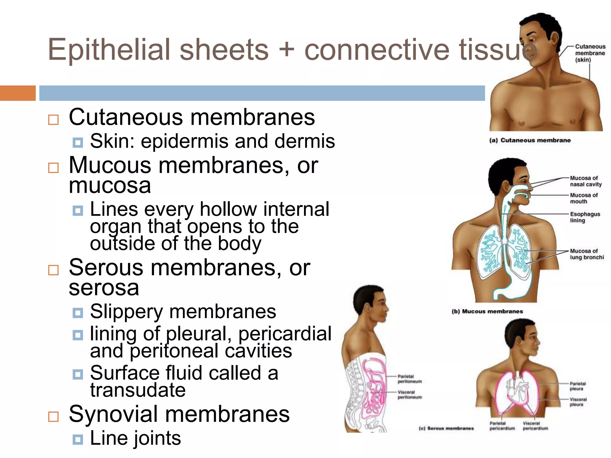 Epithelial sheets + connective tissue

   Cutaneous membranes
       Skin: epidermis and dermis
   Mucous membranes, or
    mucosa
       Lines every hollow internal
        organ that opens to the
        outside of the body
   Serous membranes, or
    serosa
     Slippery membranes
     lining of pleural, pericardial
      and peritoneal cavities
     Surface fluid called a
      transudate
   Synovial membranes
       Line joints
 