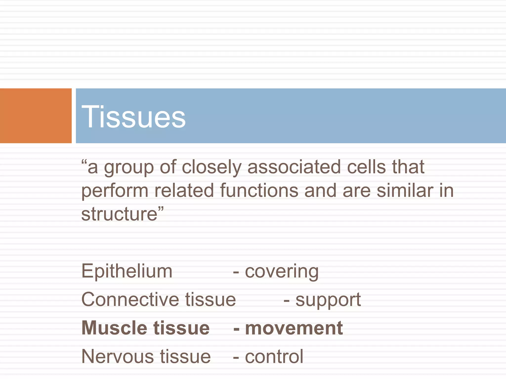 Tissues
“a group of closely associated cells that
perform related functions and are similar in
structure”

Epithelium       - covering
Connective tissue      - support
Muscle tissue - movement
Nervous tissue - control
 