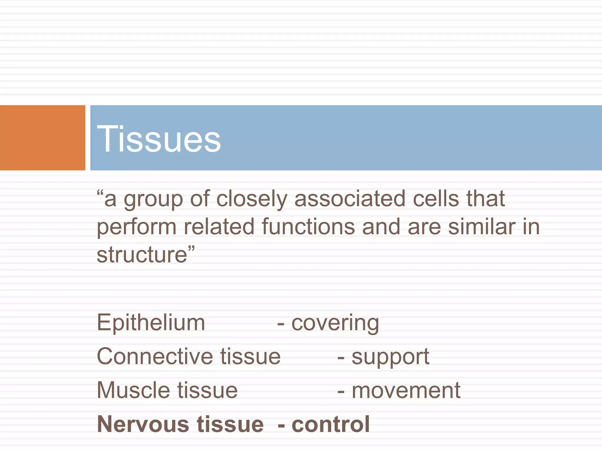 Tissues
“a group of closely associated cells that
perform related functions and are similar in
structure”

Epithelium       - covering
Connective tissue      - support
Muscle tissue          - movement
Nervous tissue - control
 