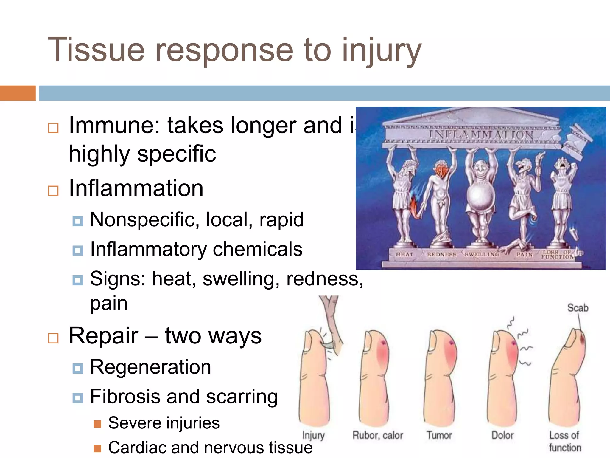 Tissue response to injury

   Immune: takes longer and is
    highly specific
   Inflammation
     Nonspecific, local, rapid
     Inflammatory chemicals

     Signs: heat, swelling, redness,
      pain
   Repair – two ways
     Regeneration
     Fibrosis and scarring
           Severe injuries
           Cardiac and nervous tissue
 