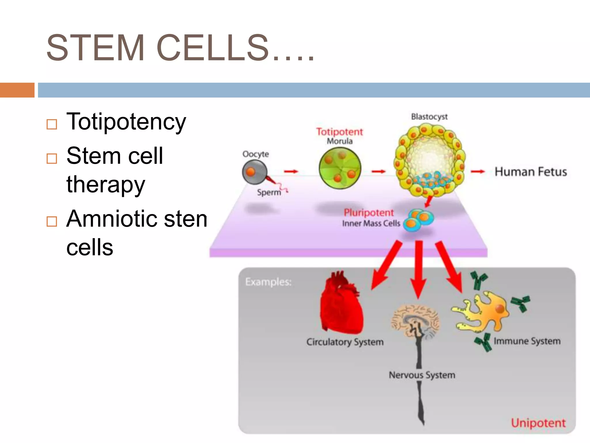 STEM CELLS….
   Totipotency
   Stem cell
    therapy
   Amniotic stem
    cells
 