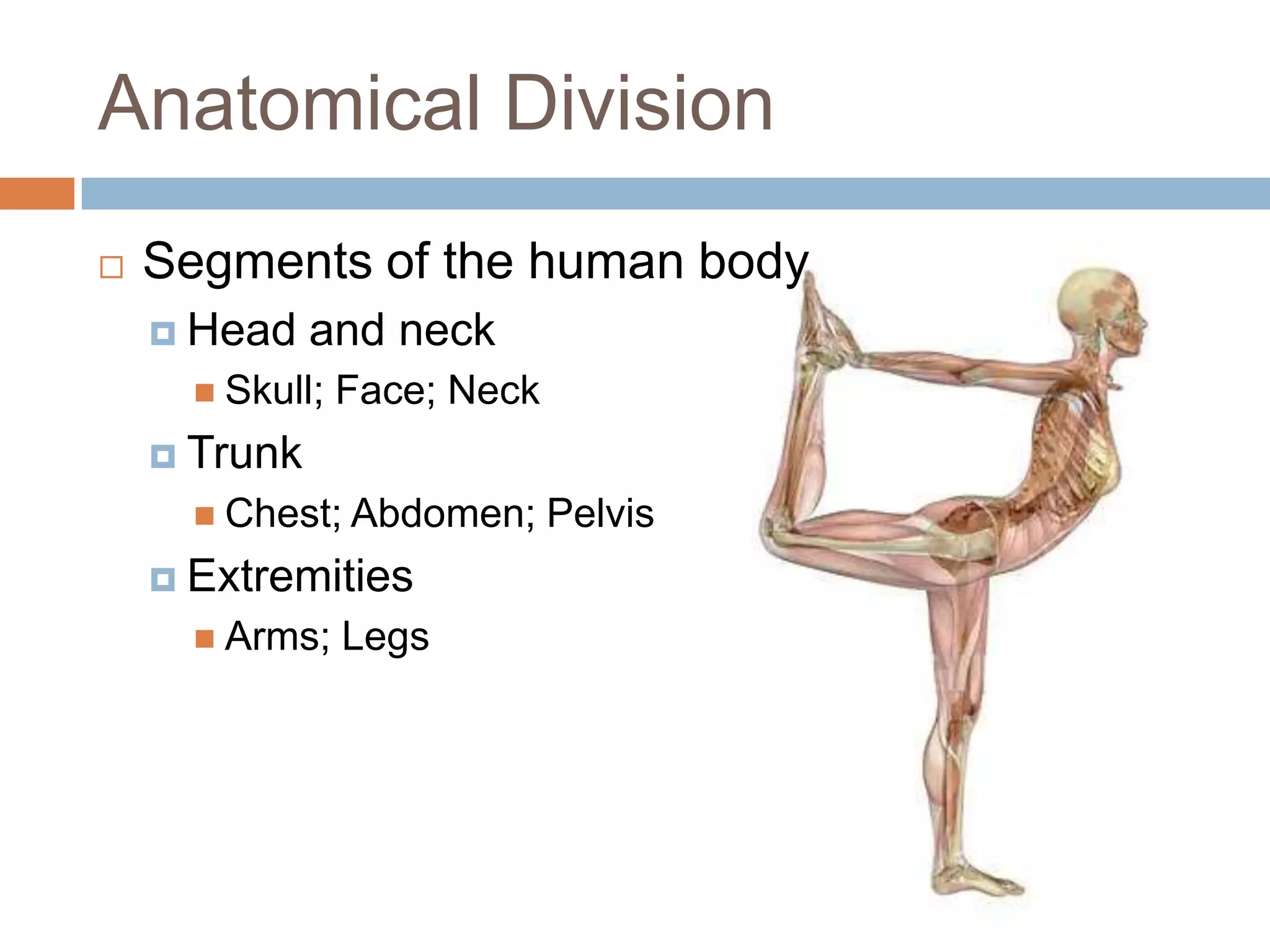 Anatomical Division
   Segments of the human body
     Head    and neck
       Skull;   Face; Neck
     Trunk
       Chest; Abdomen;       Pelvis
     Extremities
       Arms;    Legs
 