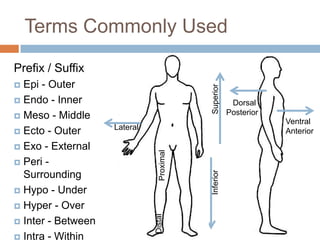 001 Anatomy Physiology Introduction | PPTX
