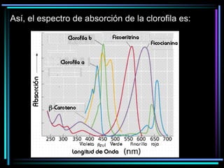 Así, el espectro de absorción de la clorofila es:
 