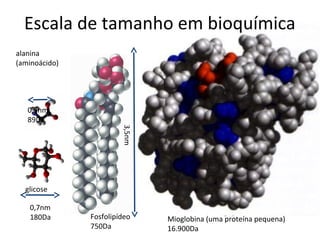 Escala de tamanho em bioquímica
alanina
(aminoácido)




   0,5nm
   89Da                 3,5nm




  glicose

   0,7nm
   180Da       Fosfolipídeo     Mioglobina (uma proteína pequena)
               750Da            16.900Da
 