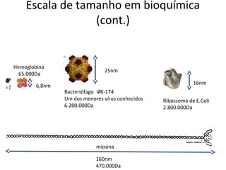 Escala de tamanho em bioquímica
                 (cont.)


Hemoglobina
                               25nm
  65.000Da
                                                              16nm
        6,8nm
                Bacteriófago ΦX-174
                Um dos menores vírus conhecidos   Ribossoma de E.Coli
                6.200.000Da                       2.800.000Da




                            miosina

                            160nm
                            470.000Da
 