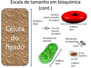 Escala de tamanho em bioquímica
              (cont.)
                            Hemácia
                   (célula vermelha
          20.000nm       do sangue)
          20µm

Célula                     Vírus do
                           mosaico
                           do tabaco
                                              9.000nm
                                              9µm



  do               Cloroplasto de
                   espinafre
                                          Mitocôndria
                                          de hepatócito


fígado                                           1,5µm


                                                          E coli
                                                          bactéria

                                8.000nm
                                8µm            2.000nm
                                               2µm
 