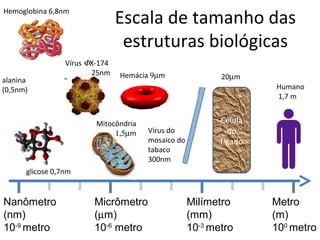 Escala de tamanho das
Hemoglobina 6,8nm



                                 estruturas biológicas
                 Vírus ΦX-174
                        25nm    Hemácia 9µm
alanina                                                    20µm
(0,5nm)                                                             Humano
                                                                    1,7 m


                         Mitocôndria                       Célula
                              1,5µm    Vírus do              do
                                       mosaico do          fígado
                                       tabaco
                                       300nm
      glicose 0,7nm


Nanômetro               Micrômetro                  Milímetro       Metro
(nm)                    (µm)                        (mm)            (m)
10-9 metro              10-6 metro                  10-3 metro      100 metro
 