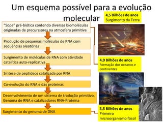 Um esquema possível para a evolução
               molecular Surgimento da Terra
                           4,5 Bilhões de anos

“Sopa” pré-biótica contendo diversas biomoléculas
originadas de precurssores na atmosfera primitiva

Produção de pequenas moléculas de RNA com
seqüências aleatórias

Surgimento de moléculas de RNA com atividade
                                                       4,0 Bilhões de anos
catalítica auto-replicativa
                                                       Formação dos oceanos e
                                                       continentes
Síntese de peptídeos catalizada por RNA

Co-evolução do RNA e das proteínas

Desenvolvimento de um sistema de tradução primitivo.
Genoma de RNA e catalizadores RNA-Proteína

                                                       3,5 Bilhões de anos
Surgimento do genoma de DNA                            Primeiro
                                                       microorganismo fóssil
 