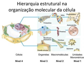 Hierarquia estrutural na
organização molecular da célula




   Célula    Organelas Macromoléculas    Unidades
                                        Monoméricas
   Nível 4    Nível 3      Nível 2        Nível 1
 