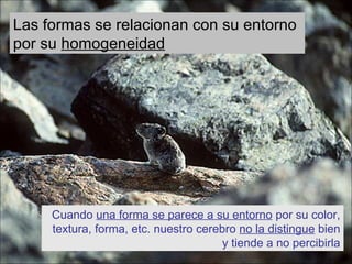 Las formas se relacionan con su entorno por su homogeneidad Cuando una forma se parece a su entorno por su color, textura, forma, etc. nuestro cerebro no la distingue bien y tiende a no percibirla