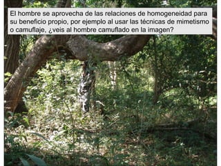 El hombre se aprovecha de las relaciones de homogeneidad para su beneficio propio, por ejemplo al usar las técnicas de mimetismo o camuflaje, ¿veis al hombre camuflado en la imagen?