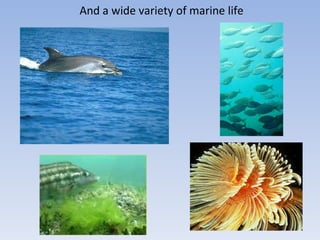 And a wide variety of marine life 