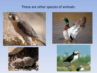 These are other species of animals: 