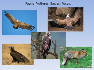 Fauna: Vultures, Eagles, Foxes. 