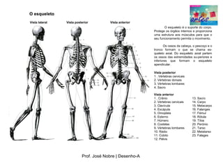 O esqueleto
Vista lateral   Vista posterior        Vista anterior
                                                                O esqueleto é o suporte do corpo.
                                                         Protege os órgãos internos e proporciona
                                                         uma estrutura aos músculos para que o
                                                         seu funcionamento permita o movimento.

                                                                Os ossos da cabeça, o pescoço e o
                                                         tronco formam o que se chama es­
                                                         queleto axial. Do esqueleto axial partem
                                                         os ossos das extremidades su­periores e
                                                         inferiores que formam o esqueleto
                                                         apendicular.

                                                         Vista posterior
                                                         1 . Vértebras cervicais
                                                         2. Vértebras dorsais
                                                         3. Vértebras lombares
                                                         4. Sacro

                                                         Vista anterior
                                                         1 . Crânio                13. Sacro
                                                         2. Vértebras cervicais    14. Carpo
                                                         3. Clavícula              15. Metacarpo
                                                         4. Escápula               16. Falanges
                                                         5. Omoplata               17. Fémur
                                                         6. Esterno                18. Rótula
                                                         7. Húmero                 19. Tíbia
                                                         8. Costelas               20. Perónio
                                                         9. Vértebras lombares     21. Tarso
                                                         10. Rádio                 22. Metatarso
                                                         11. Cúbito                23. Falages
                                                         12. Pélvis




                          Prof. José Nobre | Desenho­A
 