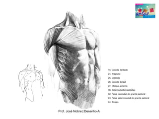 15. Grande dentado
                               24. Trapézio
                               25. Deltóide
                               26. Grande dorsal
                               27. Oblíquo externo
                               36. Esternocleidomastóideo
                               42. Feixe clavicular do grande peitoral
                               43. Feixe esternocostal do grande peitoral
                               44. Bíceps



Prof. José Nobre | Desenho­A
 