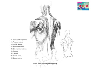 11. Músculo infra­espinhoso
12. Pequeno redondo
13. Grande redondo
14. Rombóide superior
23. Esternocleidomastóideo
24. Trapézio
25. Deltóide
26. Grande dorsal
27. Oblíquo externo



                              Prof. José Nobre | Desenho­A
 