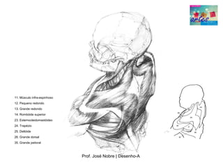 11. Músculo infra­espinhoso
12. Pequeno redondo
13. Grande redondo
14. Rombóide superior
23. Esternocleidomastóideo
24. Trapézio
25. Deltóide
26. Grande dorsal
35. Grande peitoral



                              Prof. José Nobre | Desenho­A
 